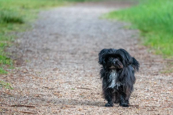 Petit Chien Bolonka Noir Tient Sur Chemin — Photo