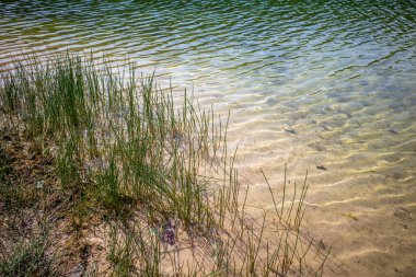 Eelgrass is located on the shore of a lake with clear water