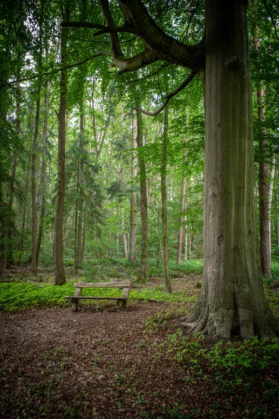 Forest Park Bench Next Big Tree — Stockfoto