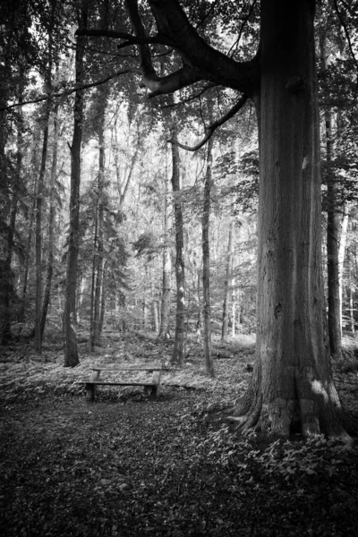 Лесу Рядом Большим Деревом Стоит Парковая Скамейка — стоковое фото