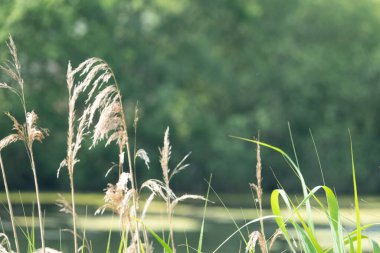 the large dragonfly Large blue arrow (Orthetrum concellatum) flies between reeds