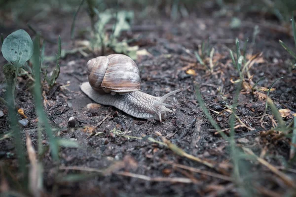 Large Roman Snail Crawls Damp Forest Floor — Zdjęcie stockowe