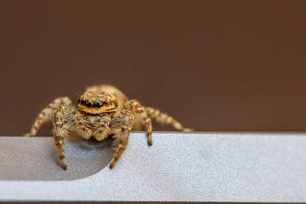 Eine Kleine Springende Spinne Mit Grünen Augen Klettert Auf Einem — Stockfoto