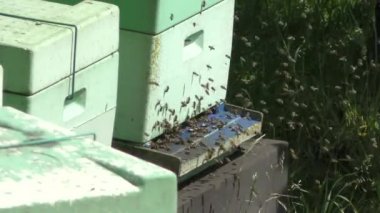 many bees fly into their hive, which is located on an orchard meadow