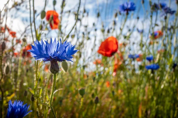 Kukurydziane Kwiaty Maki Stoją Łące Pięknej Pogodzie Błękitnym Niebie — Zdjęcie stockowe