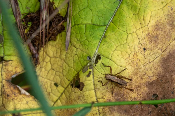 Sarı Kahverengi Bir Yaprağın Üzerinde Oturan Küçük Kahverengi Çekirge — Stok fotoğraf