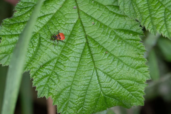 Insecto Rojo Adhiere Una Planta Verde — Foto de Stock