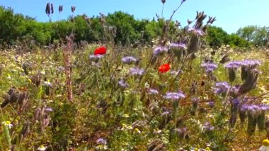 Papatyaları, gelincikleri, çiçekleri ve safraları olan bir kır çiçeği çayırı.