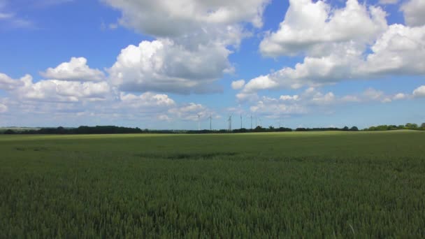 青空と白い雲が広がる緑の小麦畑 — ストック動画