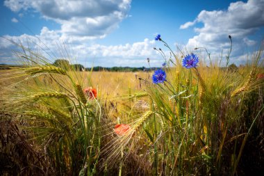 in front of a brown cornfield there are blue cornflowers and red poppies and the blue sky is full of white clouds clipart