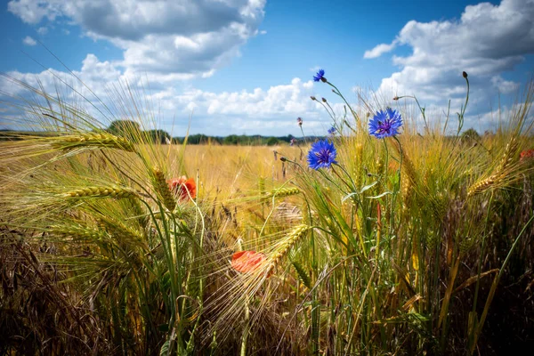 Vor Einem Braunen Kornfeld Stehen Blaue Kornblumen Und Rote Mohnblumen — Stockfoto