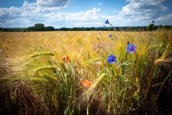 Voor Een Bruin Korenveld Staan Blauwe Korenbloemen Rode Klaprozen Blauwe — Stockfoto