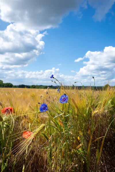 Frente Maizal Marrón Hay Acianos Azules Amapolas Rojas Cielo Azul —  Fotos de Stock