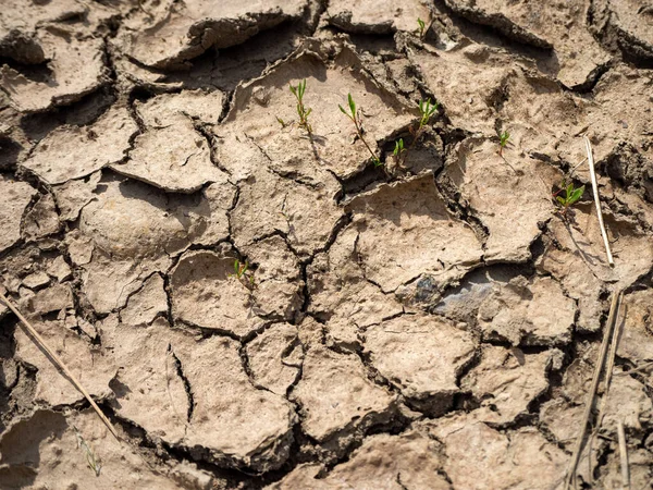 Due Drought Soil Fissured Torn Forms Pattern — Stock Photo, Image