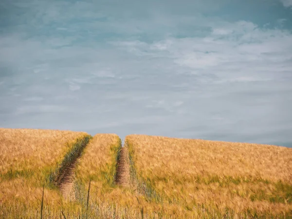 Sporen Een Maïsveld Voor Een Blauwe Hemel Met Witte Wolken — Stockfoto