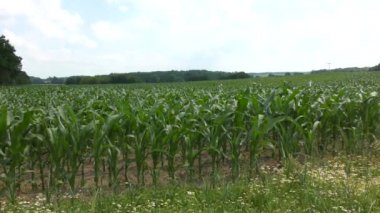 Yazın rüzgarda savrulan yeşil bir mısır tarlası