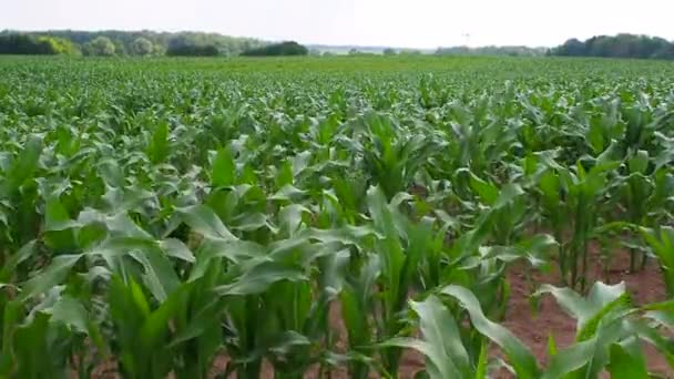 Sommer Ein Grünes Kornfeld Wind — Stockvideo