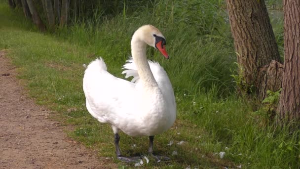 Swan Sits Its Chicks Footpath — Stock Video