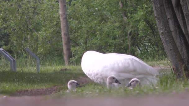 Cisne Sienta Con Sus Polluelos Sendero — Vídeos de Stock