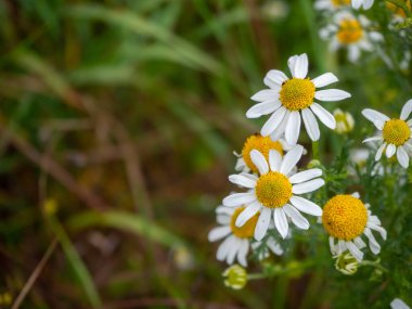 Birçok papatya çiçeği vahşi bir çayırın zeminini kaplar.