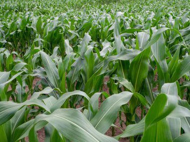 Yazın yeşil bir mısır tarlası Hava güzel olduğunda