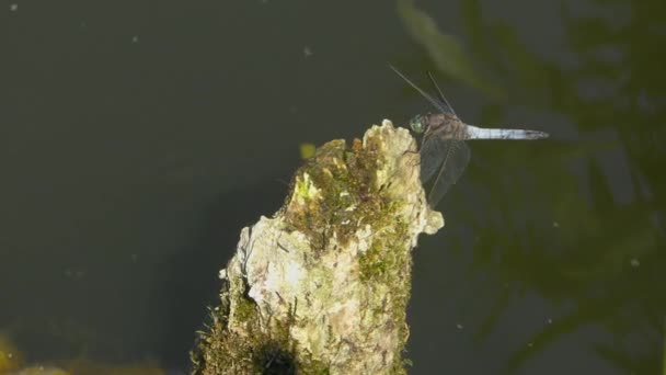 Large Dragonfly Basks Sun Tree Stump Lake — Stock Video