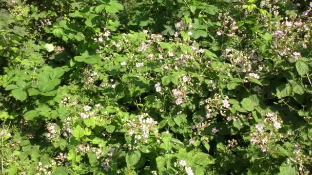 Muchas Abejas Abejorros Vuelan Flor Flor Seto Rosas Silvestres — Vídeo de stock