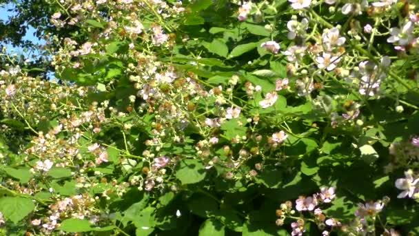 Многие Пчелы Шмели Летят Цветка Цвету Дикой Розовой Изгороди — стоковое видео