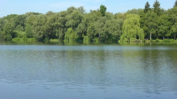 Pequeño Lago Rodeado Árboles Hermoso Clima Verano — Vídeos de Stock
