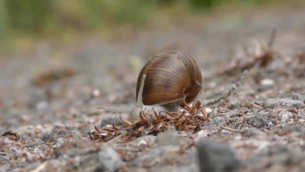 un escargot romain rampant lentement sur un chemin sablonneux en mouvement rapide à quatre fois la vitesse