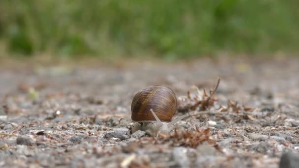 un escargot romain rampant lentement sur un chemin sablonneux en mouvement rapide à quatre fois la vitesse