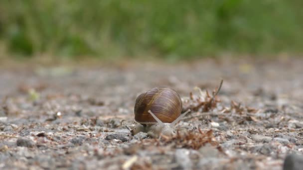 un escargot romain rampant lentement sur un sentier de sable en mouvement rapide à double vitesse