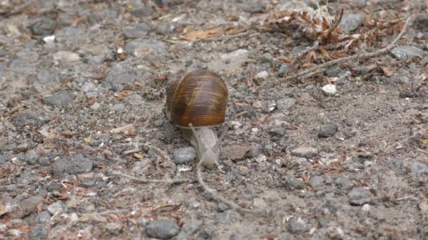 Roman Snail Crawls Slowly Sand Path Fast Motion Double Speed — Stock Video