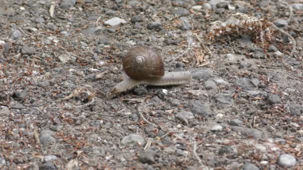 Roman Snail Crawls Slowly Sandy Path Fast Motion Four Times — Stock Video