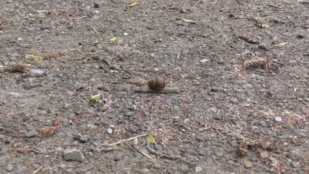 一只罗马蜗牛以4倍的速度缓慢地爬过一条沙地的小路 — 图库视频影像
