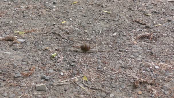 一只罗马蜗牛沿着沙地的小径缓慢地爬行 — 图库视频影像