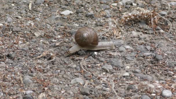 로마의한 달팽이는 속도로 속도로 속도로 기어간다 — 비디오