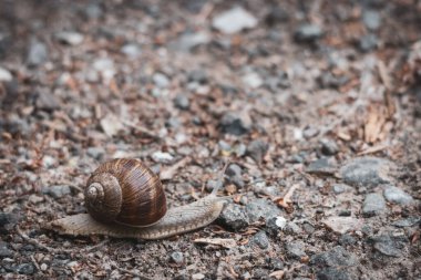 Romalı bir salyangoz kumlu bir yolda yavaşça sürünüyor.