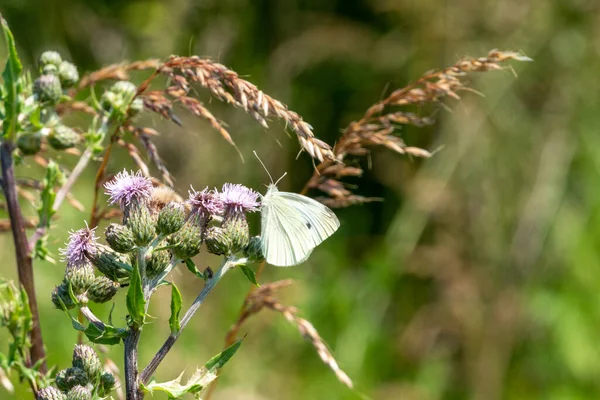 Auf Einer Wildblumenwiese Liegt Ein Kohlweißling Auf Den Blüten — Stockfoto