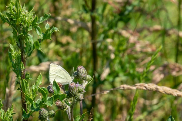 Sur Une Prairie Fleurs Sauvages Chou Blanc Sur Les Fleurs — Photo