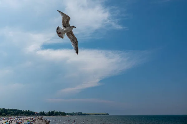 Big Seagull Flies Close Ground Sky Blue — Stock Photo, Image