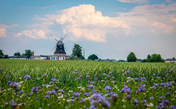 Achter Een Groen Maïsveld Een Oude Windmolen Lucht Blauw Met — Stockfoto