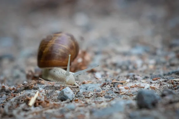 Caracol Romano Rasteja Lentamente Sobre Caminho Arenoso — Fotografia de Stock