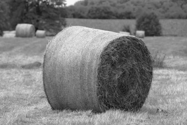 on a mowed meadow lie pressed round bales of hay