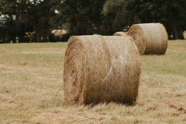 on a mowed meadow lie pressed round bales of hay