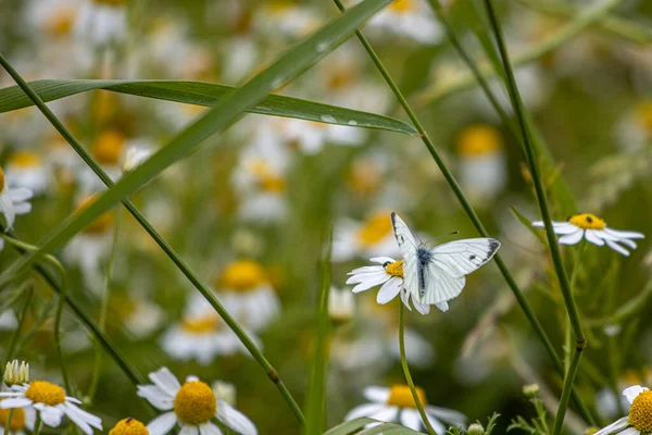 Duży Kapusta Biały Motyl Siedzi Rumianek Kwiat — Zdjęcie stockowe