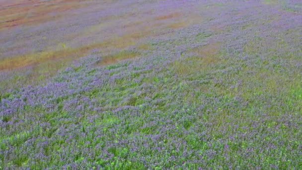 Drone Vola Sopra Campo Fiordaliso Viola Estate — Video Stock