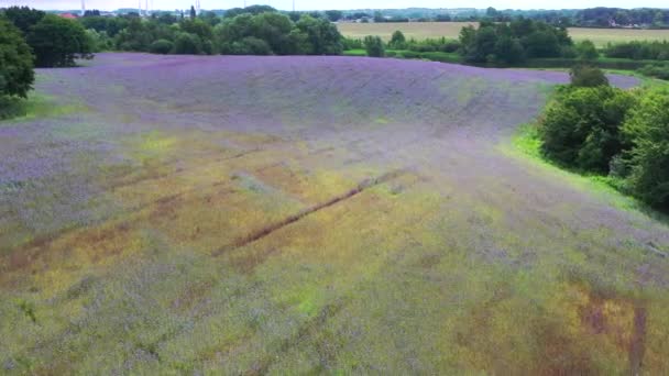 Drone Flies Purple Cornflower Field Summer — Stock Video
