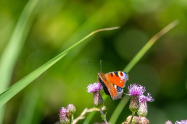 Bir tavus kuşu kelebeği deve dikeni mor çiçeğinin üzerinde oturuyor.