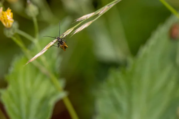 Coléoptère Noir Allongé Assis Sur Une Feuille Verte — Photo